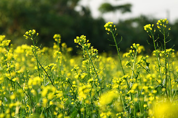 Image showing Rape flowers field in spring