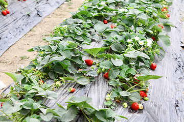 Image showing Strawberries fields