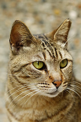 Image showing A cat with sharp eyesight, close-up.