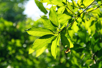 Image showing Fresh leaves in spring time