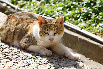 Image showing A cat under sunshine