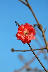 Image showing Cherry blossom in spring