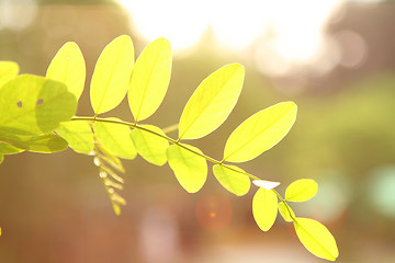 Image showing Leaves under sunlight