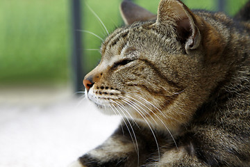 Image showing Sleepy cat