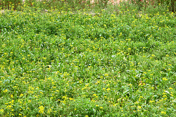 Image showing Rape flowers field in spring