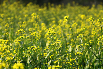 Image showing Rape flowers field in spring