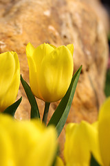 Image showing Yellow tulip, close-up.