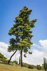 Image showing nice tree