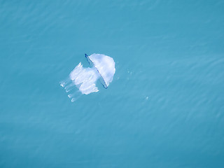 Image showing jelly fish