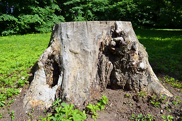 Image showing Close up of old big cut tree stump 