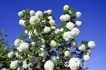 Image showing Snowball white blooms on blue sky. Viburnum opulus 