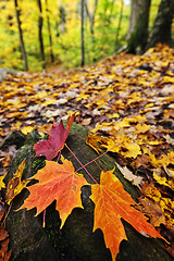 Image showing Fall leaves in forest