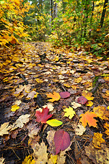 Image showing Path in fall forest