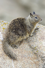 Image showing California ground squirrel