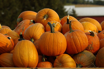 Image showing Pumpkins