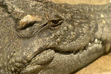 Image showing Alligator