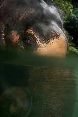 Image showing Elephant in River