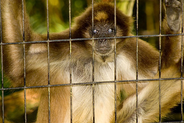 Image showing Monkey