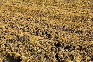 Image showing Stubble mulch