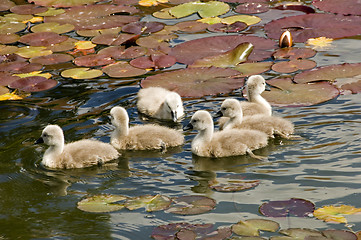 Image showing Swan stroll 08