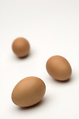 Image showing egg