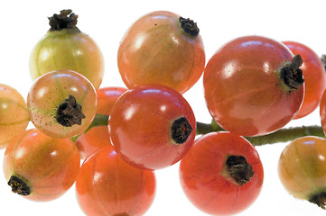 Image showing Currant