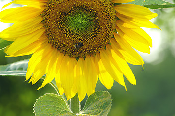 Image showing Sunflower