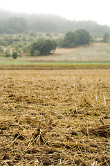 Image showing Stubble mulch