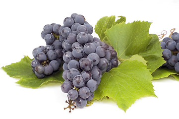 Image showing Dark grape