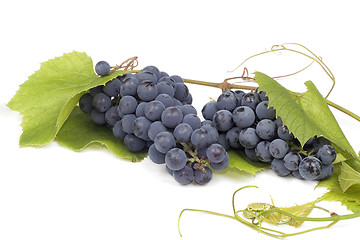 Image showing Dark grape