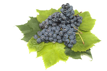 Image showing Dark grape