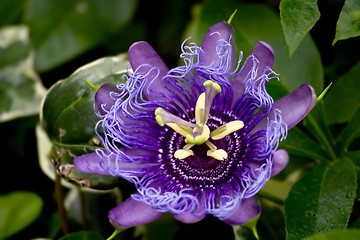 Image showing Flower