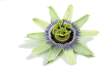 Image showing passion flower