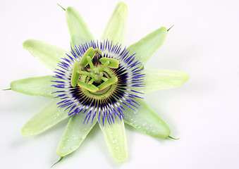 Image showing passion flower