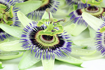 Image showing passion flower