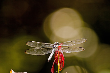 Image showing Dragonfly