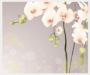 Image showing  Greeting card with orchid. Illustration orhid.