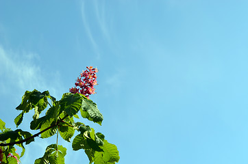 Image showing Red blooming beautiful conker trees on blue sky 