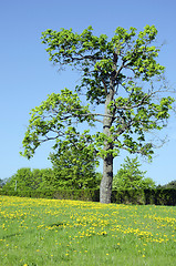 Image showing Meadow sow thistle flowers  maple tree hedge 