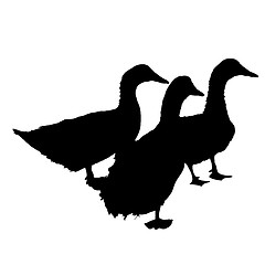 Image showing Three silhouette of  beautiful  ducks