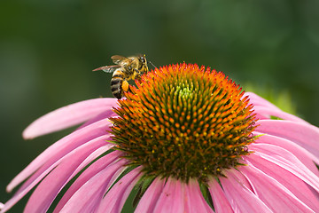 Image showing Bee on the flower echinacea