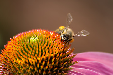 Image showing Bee on the flower echinacea