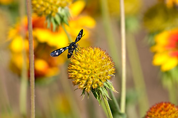 Image showing Black butterfly on the yellow flower