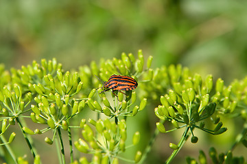 Image showing Black-red striped beetle