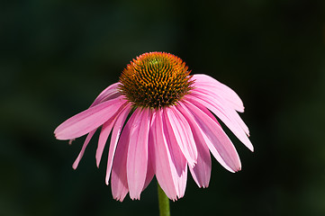 Image showing Flower echinacea