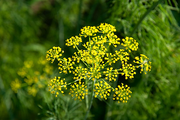 Image showing Inflorescence of dill