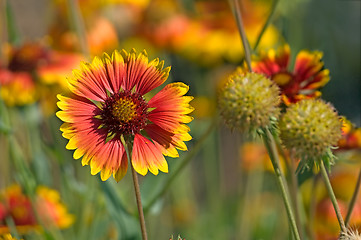 Image showing Red-yellow flower