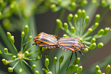 Image showing Two black-red striped beetles