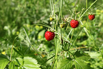 Image showing Wild strawberry 