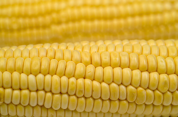 Image showing Corn cob background